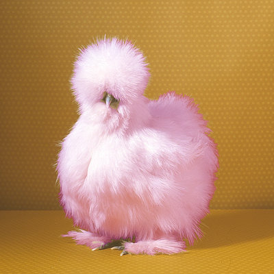 chicken12.jpg