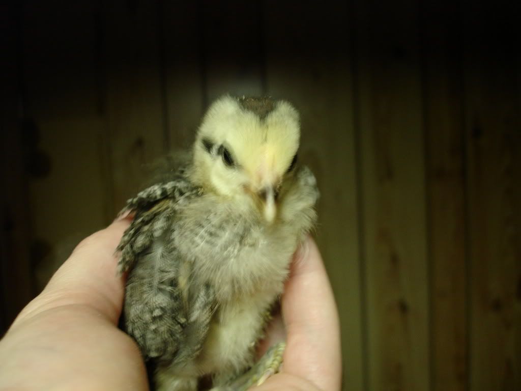 ChickJr.jpg