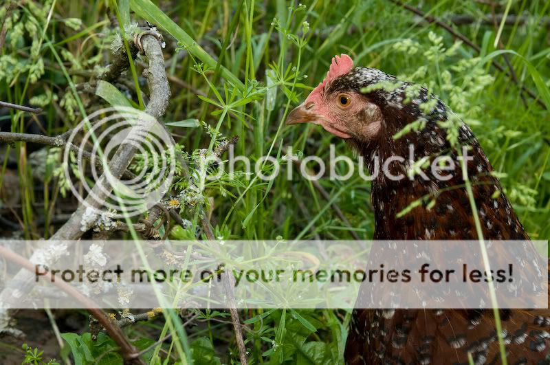 0806chickens010.jpg