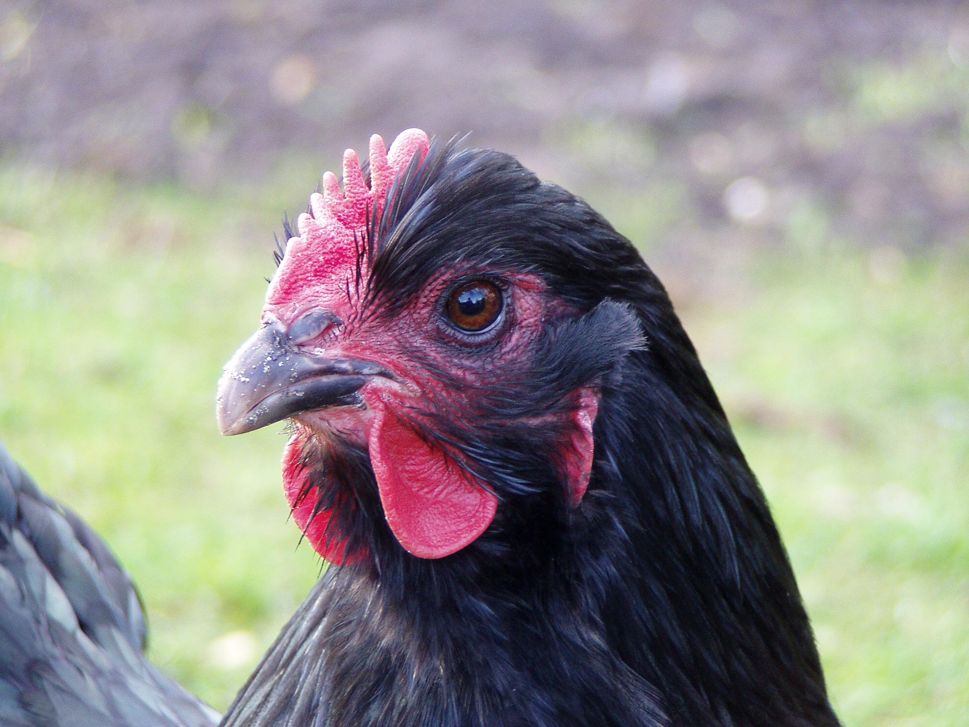 Orpington_chicken_head.jpg