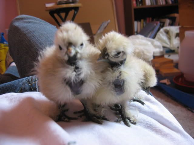 morechicks019.jpg