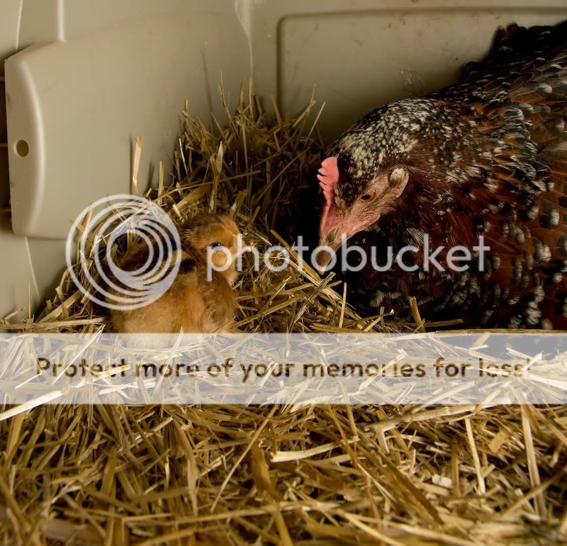 0806babychick004-2.jpg