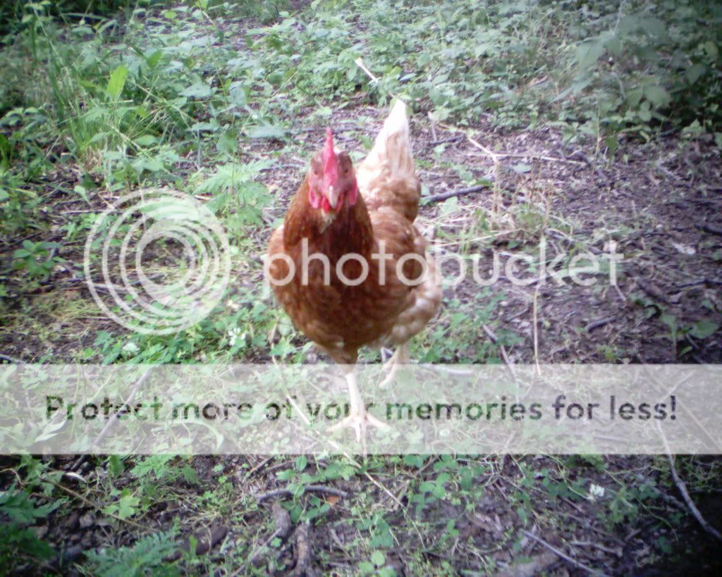 Picture2001.jpg