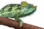 buy-helmeted-chameleon.jpg