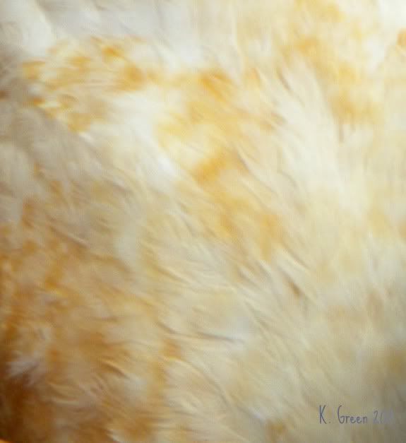 DSCN4252_LCOFeathers.jpg