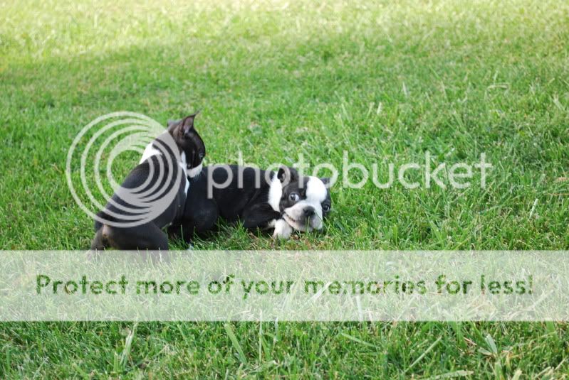 Puppies8weeks007.jpg