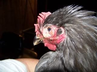 Chickens020.jpg