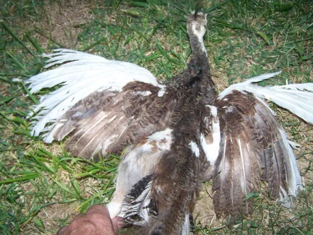 peachicks071.jpg