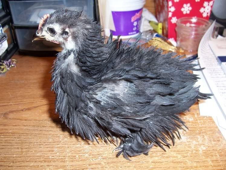 blk_frizzle01.jpg