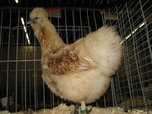 Zijdehoenders_baard_Creme_hen.jpg