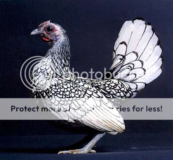 sebright_silver_hen.jpg