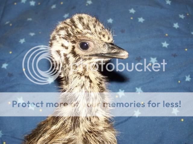 emu016.jpg
