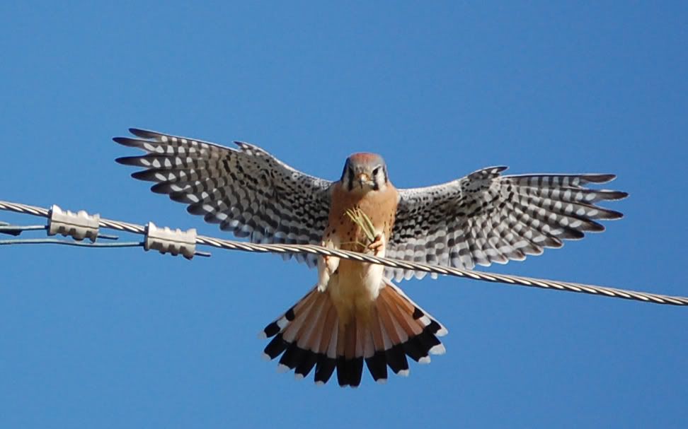 SparrowHawk2.jpg