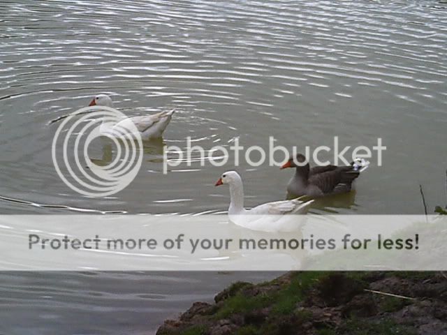 Picture145.jpg