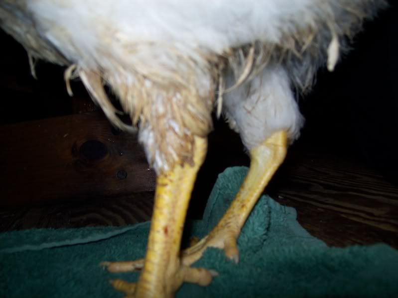 chickenleg007.jpg