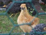 th_Silkie2.jpg