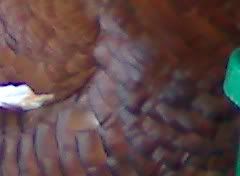 BourbonRedTomfeathers.jpg