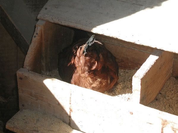 hennypenny2.jpg