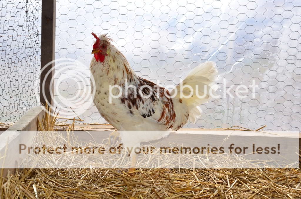 chickens3041.jpg