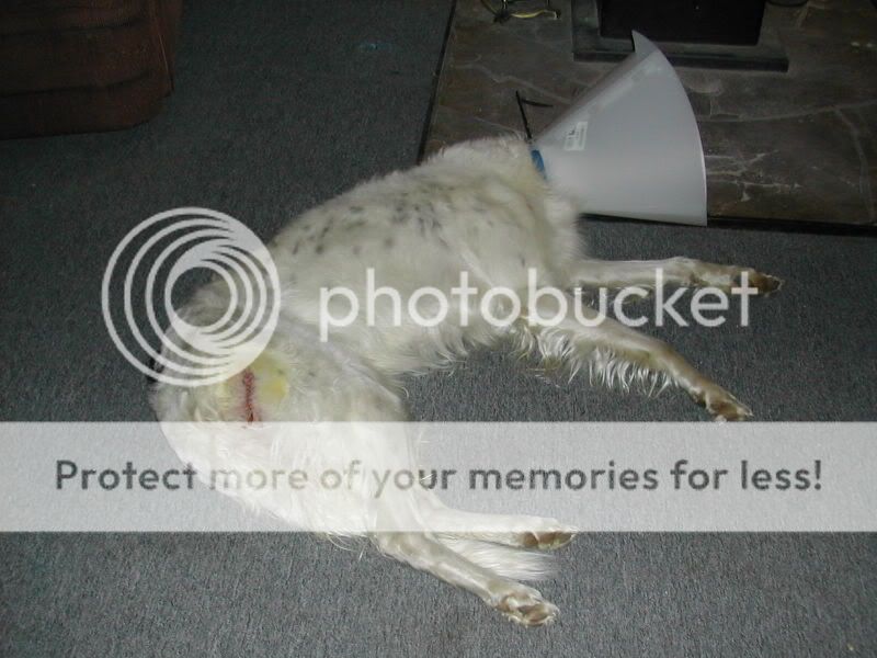 DSCN2931.jpg