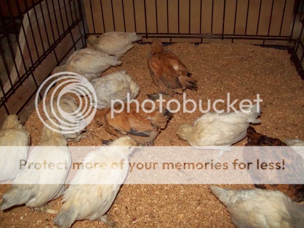 chicksjune25030.jpg