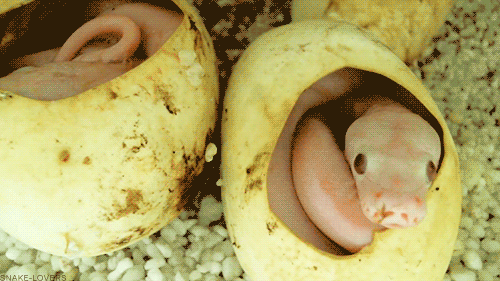 6c50874a16cc429da1d172a261669a63.gif
