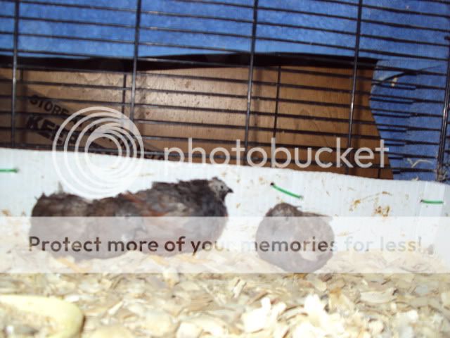DSC00132.jpg