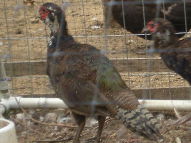 pheasants014.jpg