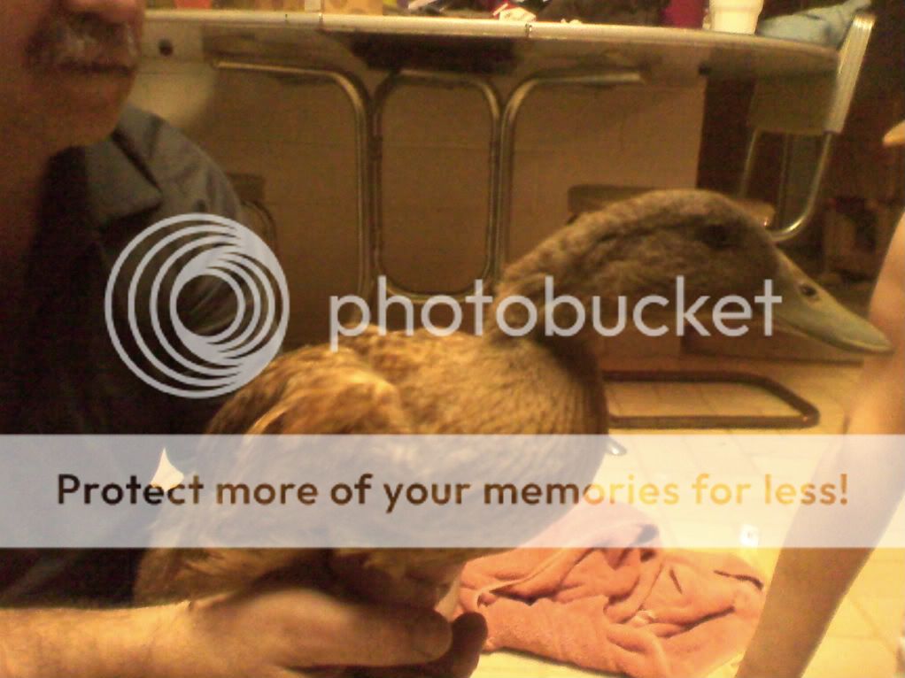 ducks1.jpg