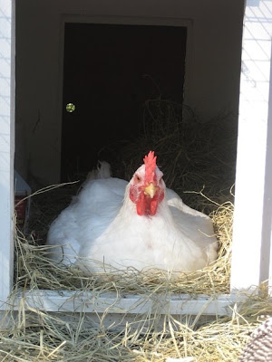 Peep+squatting.jpg