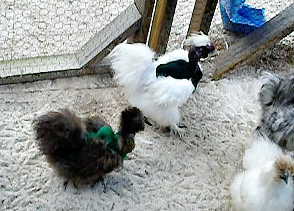 ChickenSweatersdec090690LR.jpg