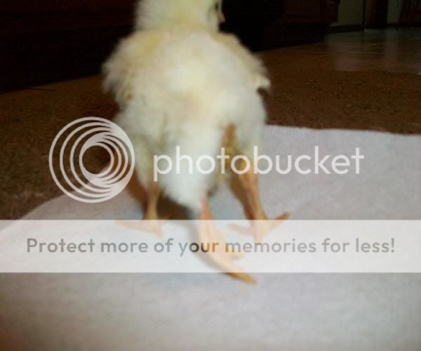 3leggedchick2-600x500.jpg