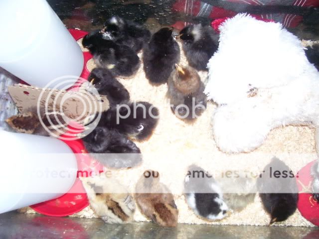 100_2525.jpg