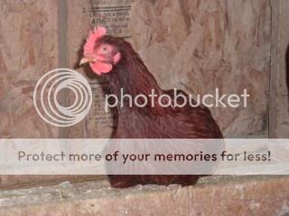 Chickiepics12-08005.jpg