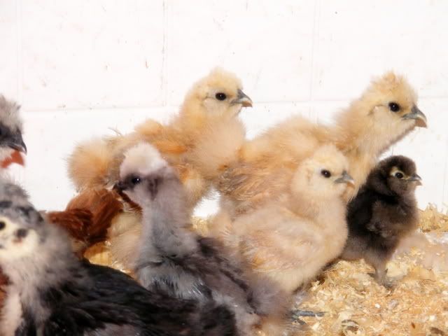newsilkies2019.jpg