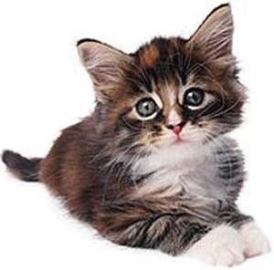 animated+animals.gif