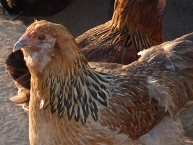 P1010394.jpg