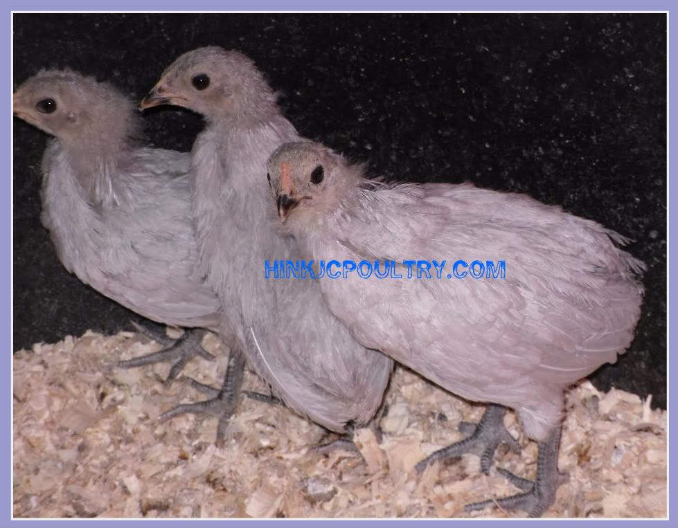 rumplesslavenderaraucana006-1.jpg