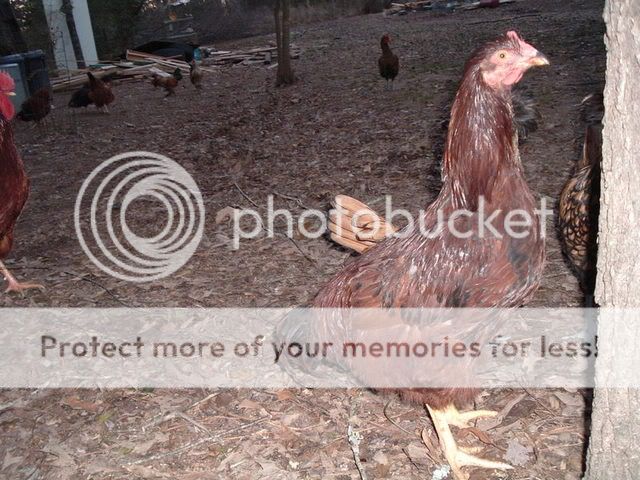 SilkiesOthers025.jpg