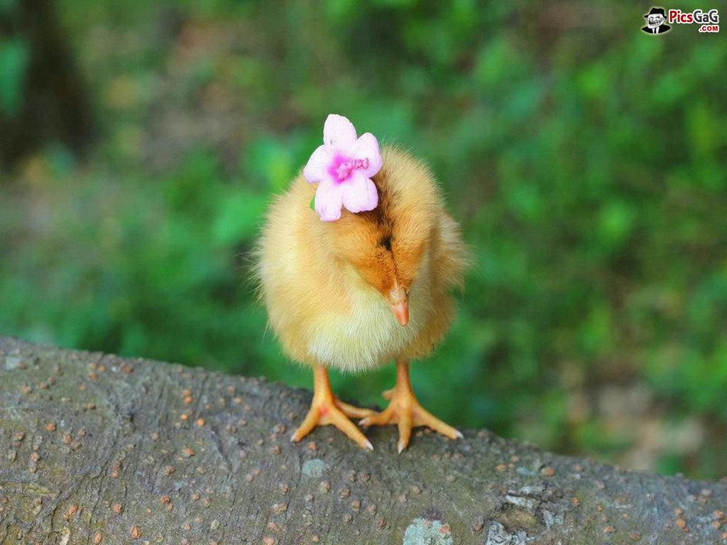 900x900px-LL-4dfdf02c_cute-chick-cool-wallpaper.jpeg