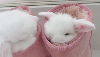 tumblr_n4ae1tUuo31tu3y97o1_400.gif