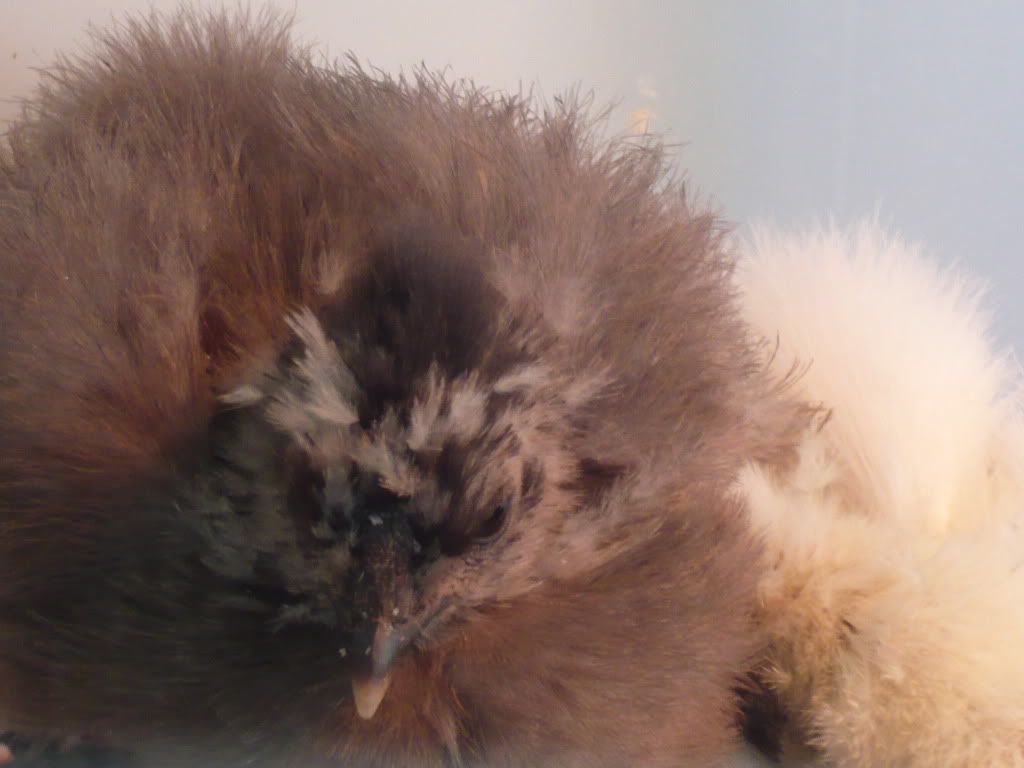chicks4weekscombs002.jpg