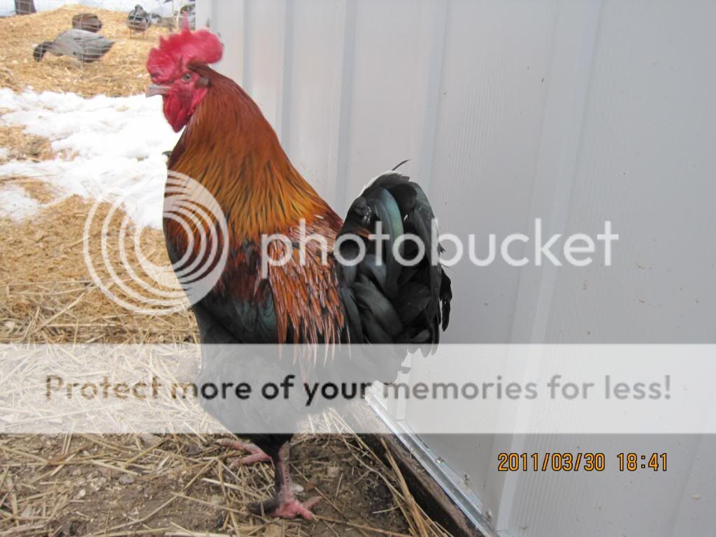 chickensatmoms125.jpg