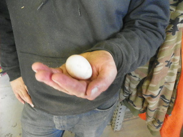 first_egg_by_nzealo-d8jqfnx.jpg