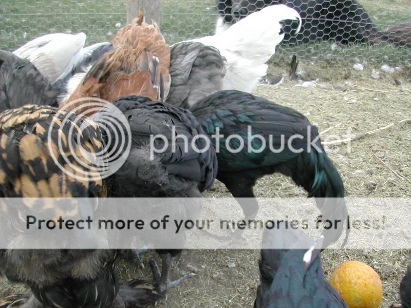 DSCN2809.jpg