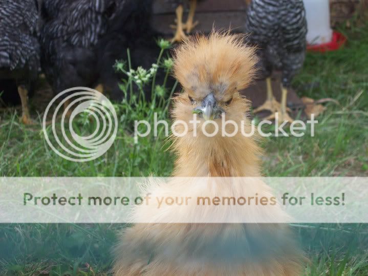 Silkie3.jpg