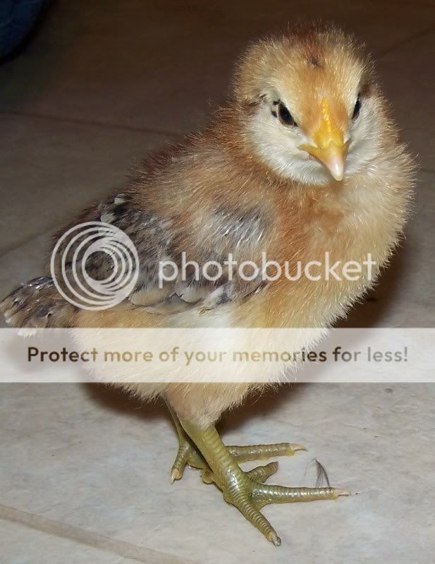 newchicks5172011020.jpg