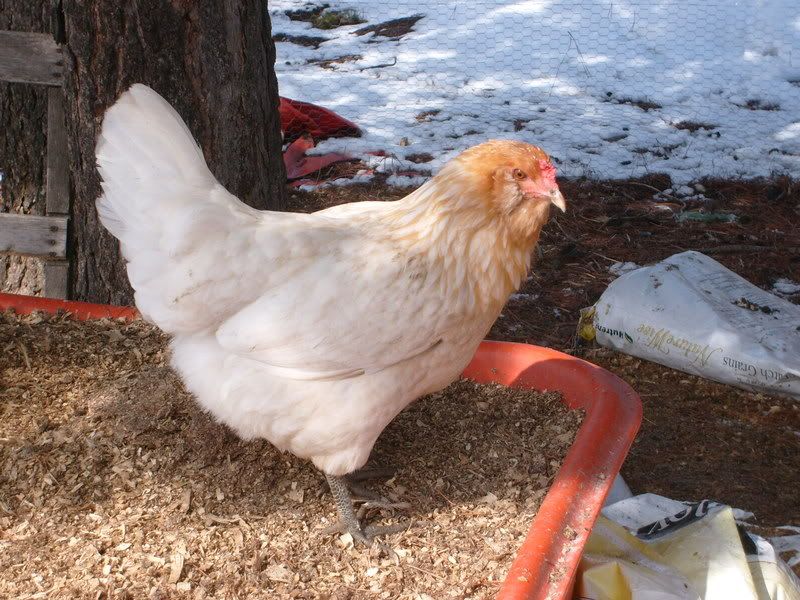 chickens007.jpg