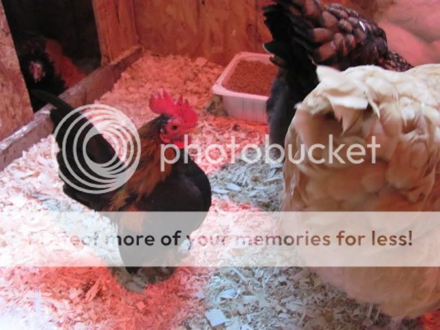 Picture058.jpg