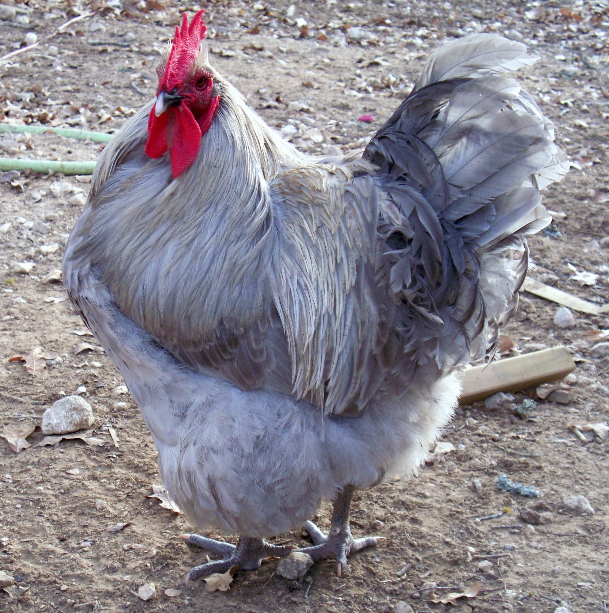 900x900px-LL-1121257f_chickens12412003.jpeg